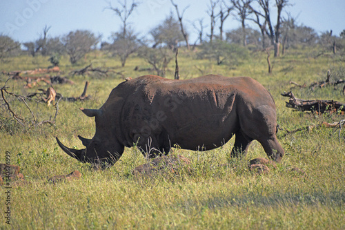 Nosorożec - Republika Południowej Afryki #340676999