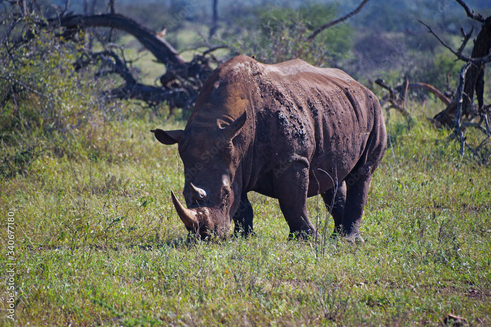 Obraz premium Nosorożec na safari w Afryce południowej