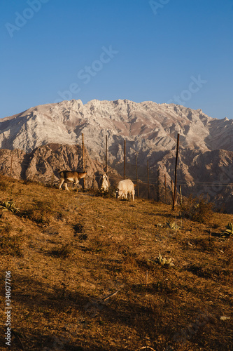 Flock of sheep and goat in the Uzbekistan mountains. Sunny summer scene in the mountain hill. Mountains in the sunset light.