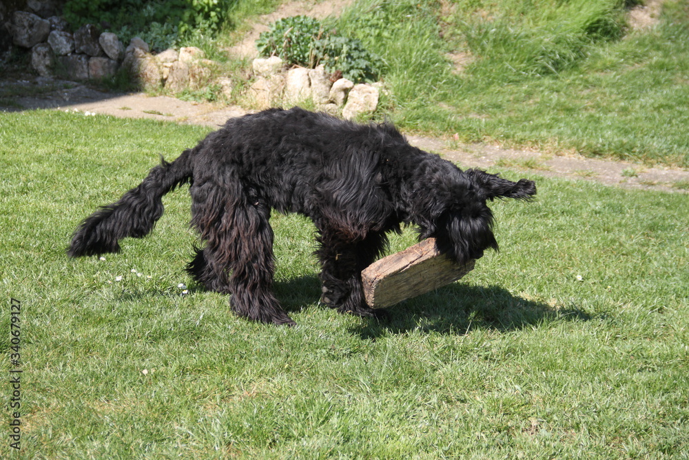 Black sheepdog playing with wood Black sheepdog playing with wood