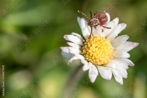 Isolated tick waiting on a flower for a new victim