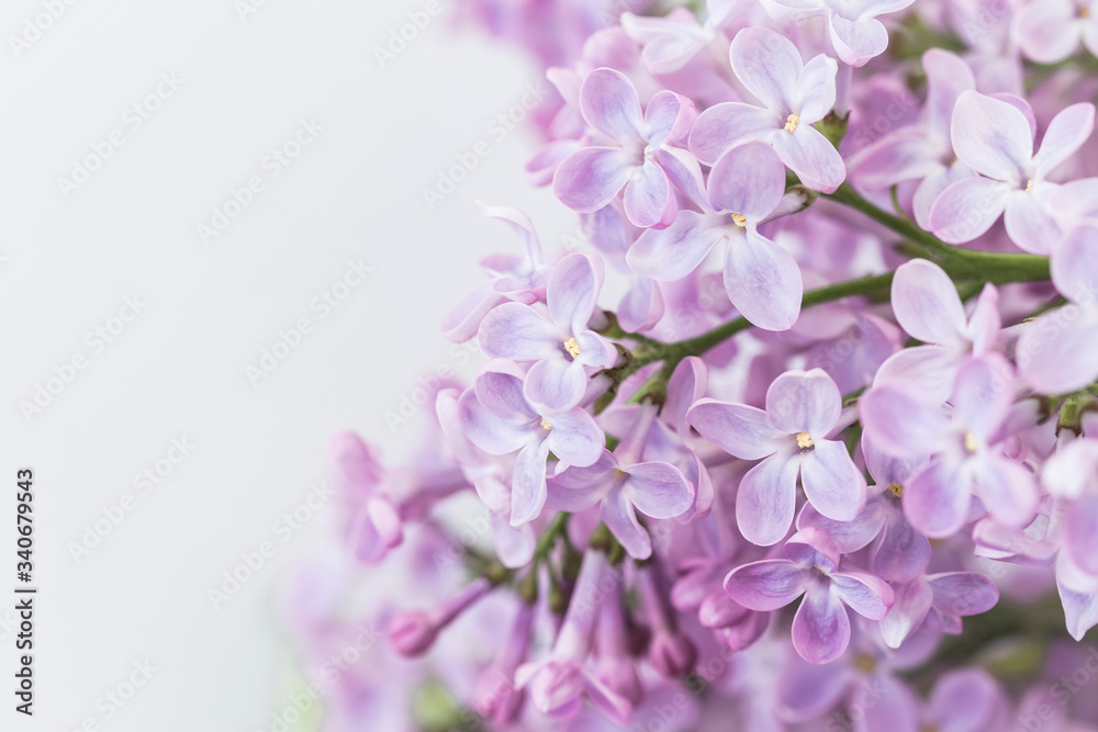 Branches of blossoming pink lilac on white background