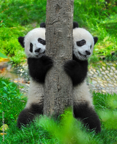 Cute twin giant panda bears holding tree