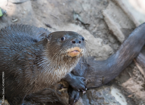 otter portrait in the water