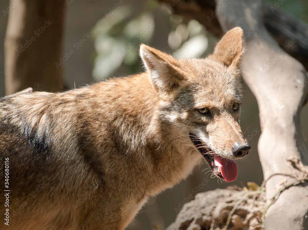 gray wolf portrait