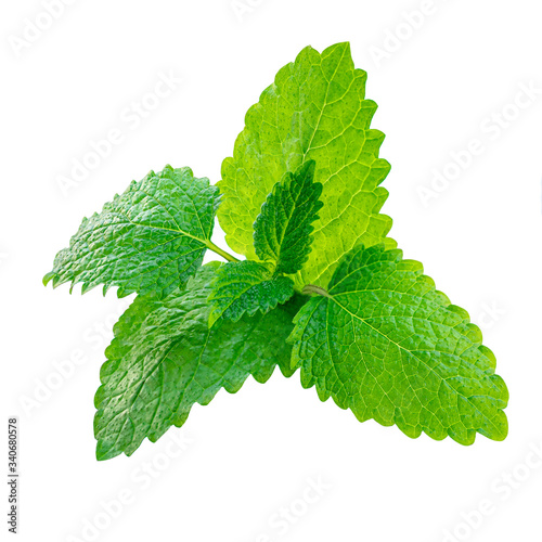 Fresh Lemon balm (Melissa officinalis) leaves isolated on a white background. Mint, peppermint close up