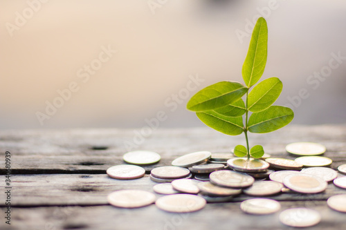 Finance and save money concept with business for planting tree