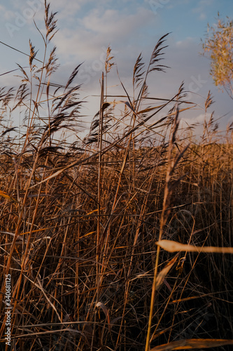 The reeds in the golden sun