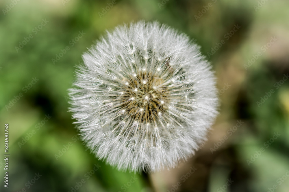 Dandelion closeup on a green background Dandelion closeup on a green background