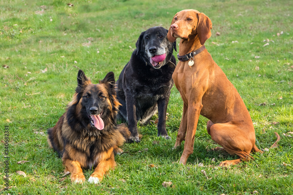 Three dogs lying on meadow. Dog rest. Waiting for feeding. Different breeds of dogs. Pets. Dog's eyes. Three dogs lying on meadow. Dog rest. Waiting for feeding. Different breeds of dogs. Pets. Dog's eyes.