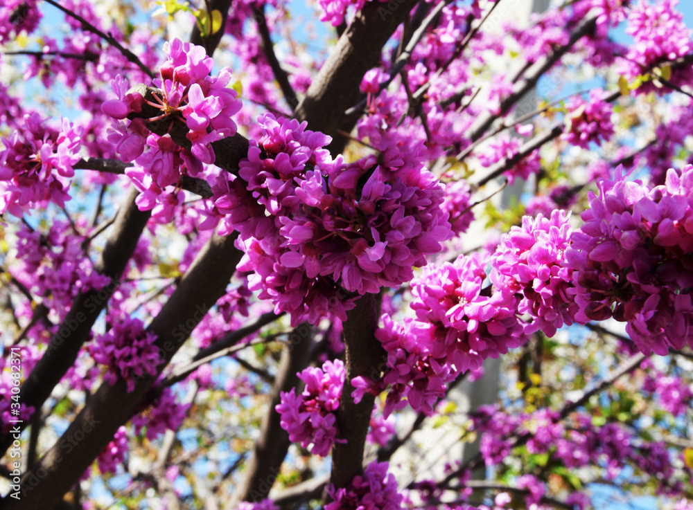 Tree branches in spring bloomed in a beautiful, bright pink color. Against the blue sky grows a tree with burgundy flowers.
