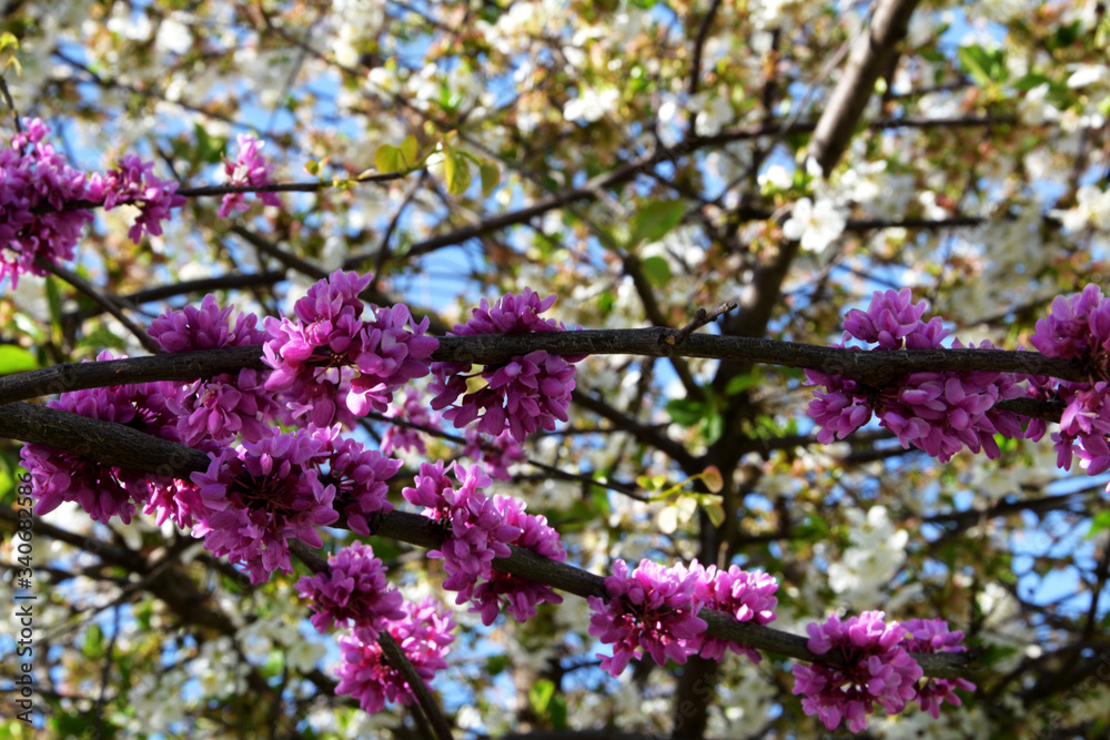 Tree branches in spring bloomed in a beautiful, bright pink color. Against the background of a blossoming tree with white flowers, a tree grows with burgundy flowers.