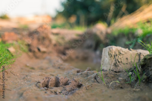 Wallpaper Mural paw print Torontodigital.ca