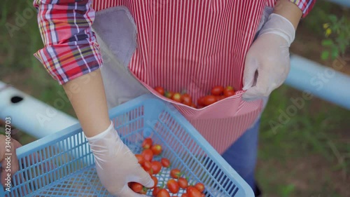 Gardener's hand picked cherry tomatoes from the pocket in the basket during the day time.