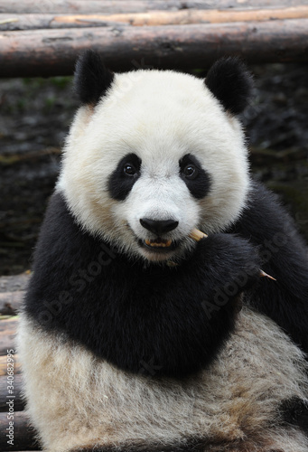 Cute giant panda bear eating bamboo