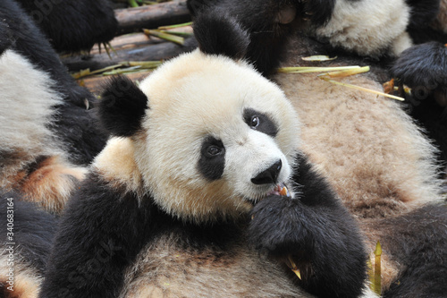 Cute giant panda bear eating bamboo © wusuowei
