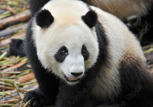 Cute giant panda bear staring