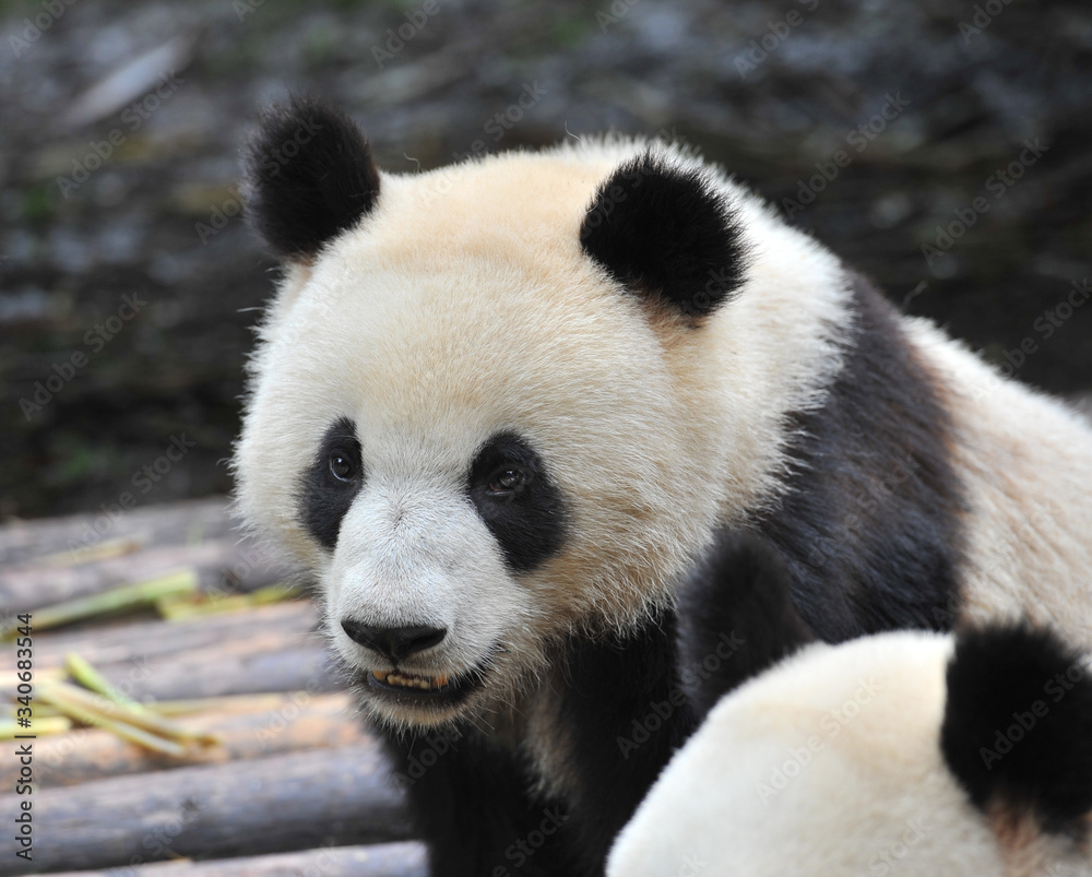 Obraz premium Cute giant panda bear