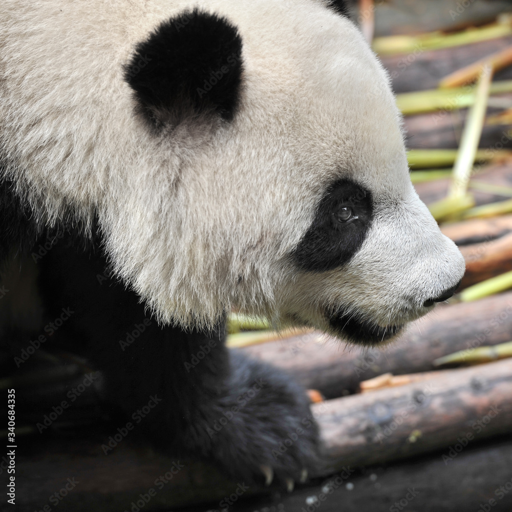 Fototapeta premium Cute giant panda bear
