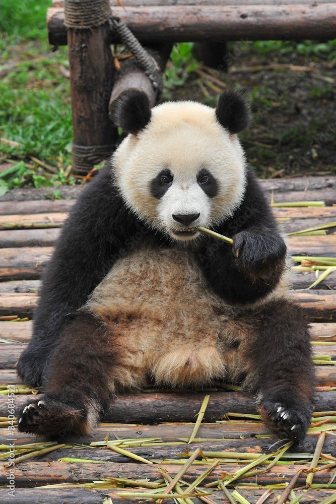 Obraz premium Cute giant panda bear
