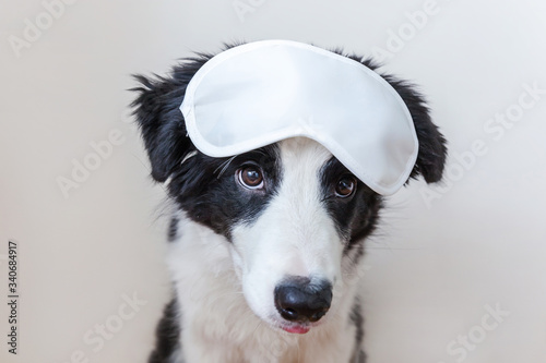 Do not disturb me  let me sleep. Funny cute smilling puppy dog border collie with sleeping eye mask isolated on white background. Rest  good night  siesta  insomnia  relaxation  tired  travel concept.