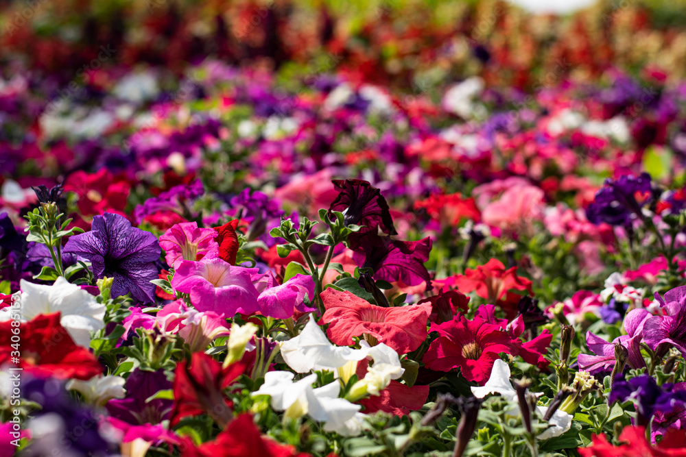Fototapeta premium Flores con colores llamativos.