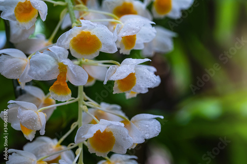 Dendrobium thyrsiflorum Rchb.f., Beautiful rare wild orchids in tropical forest of Thailand. photo