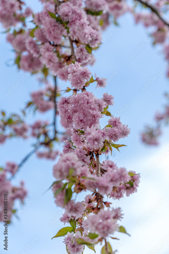 Kirschblühten, Frühling Kirschblühten, Frühling