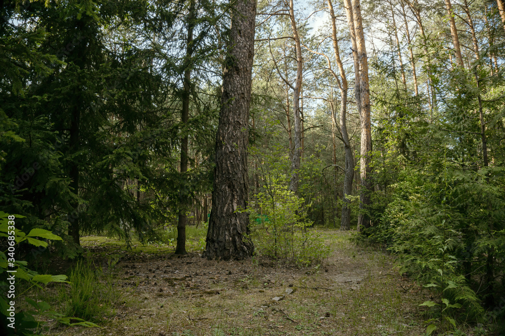 Fototapeta premium big and small trees in a summer forest