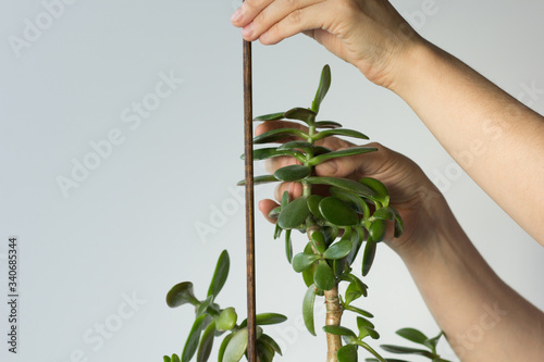 Woman hands holding crassula ovata branch and stick to support plant and do not fall down on the white background photo