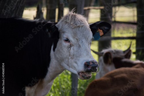 Photography cows in rural field. photo