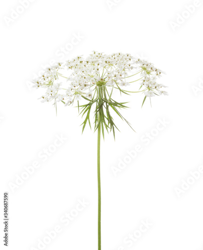 Fotografie The umbel of a Wild Carrot (Daucus Carota) isolated  on white background