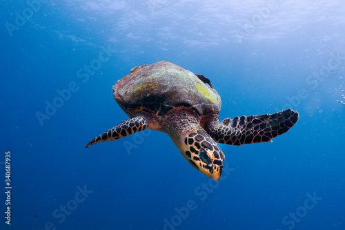 Tortuga