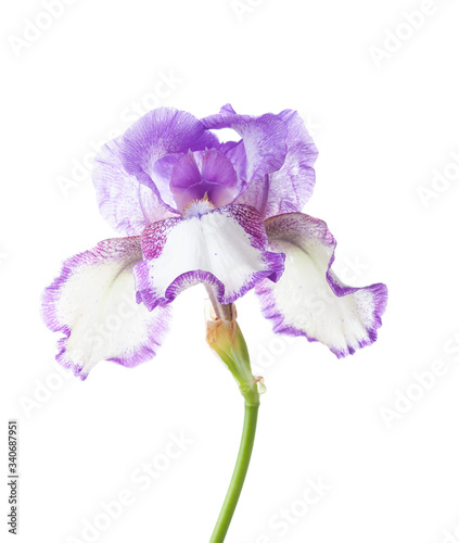 Flower of  Iris isolated on a white background.