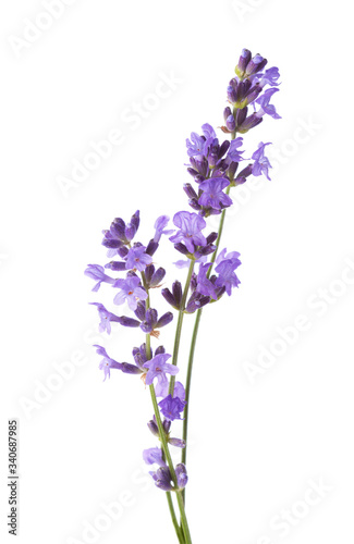 Three sprigs  of Lavender isolated on white background. Lavandula Angustifolia   English Lavender 