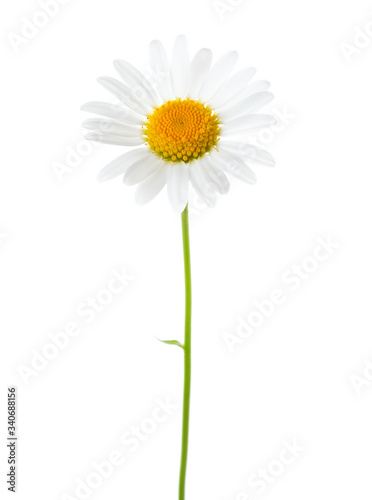  Flower of Chamomile  Ox-Eye Daisy   isolated on white background.