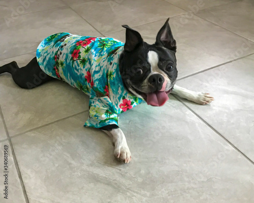 Boston Terrier in a Hawaiian shirt, Happy puppy dressed up, Royalty free stock image, Man's best friend, Domestic Animal, Pure breed