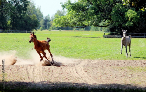 zwierzak, farma, biała, ogier, cheval, charakter, dzika, źrebak, ssak, koni, glow, braun, klacz, pola, portret, zwierzak, grzywa, biec, arab, pastwisko, zima, hayfield, ferma, jeździec