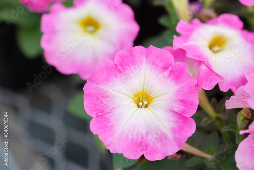 Petunias in the tray Petunia in the pot  pink glory petunia