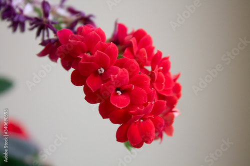 Fiori rossi a grappolo