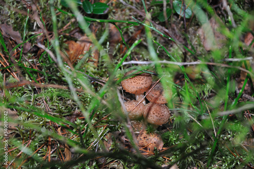 Little autumn mushrooms grow in the forest among the grass.