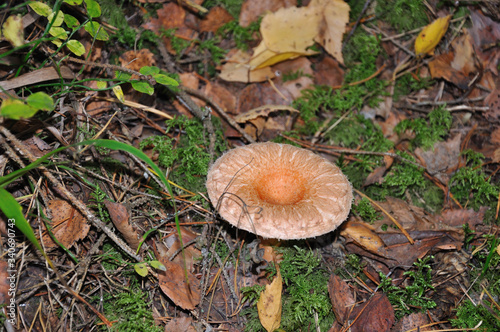 Lone mushroom grew up in forest among autumn leaves and moss