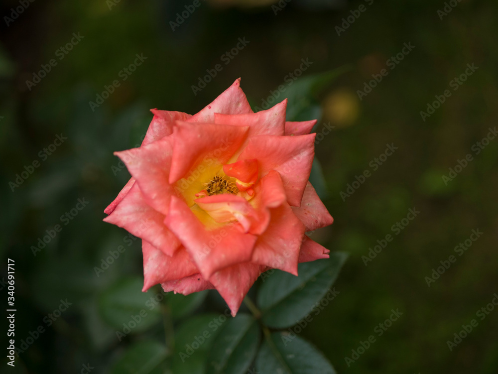 blooming rose flower in the garden