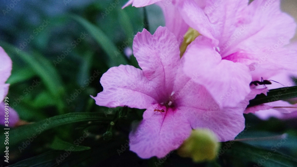 kerala beautiful pink color flower