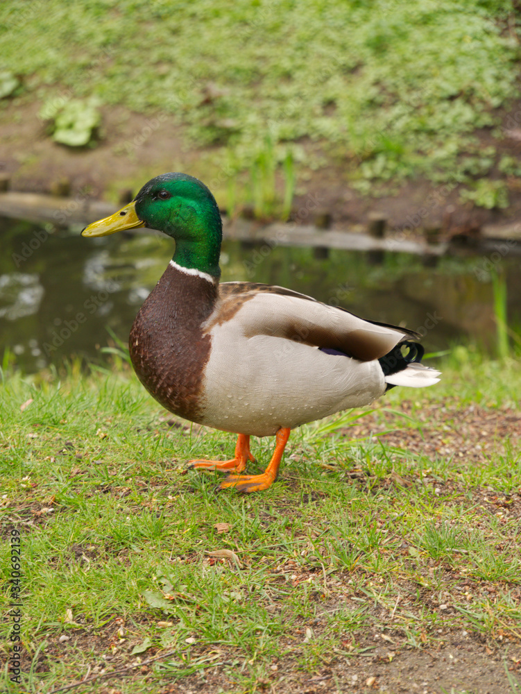 beautiful duck by the water