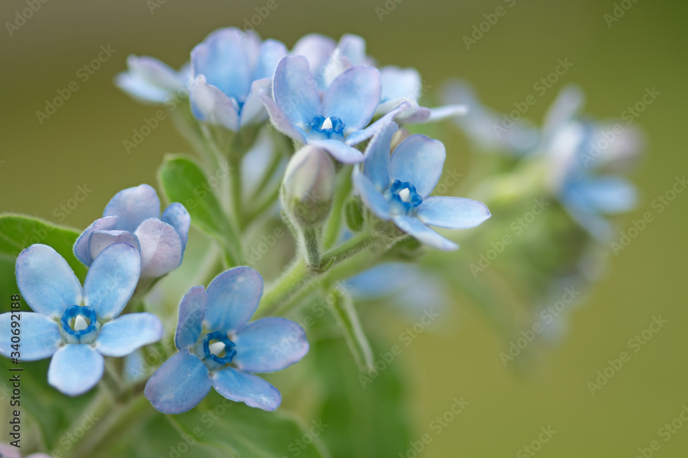 Himmelblauer Südstern Himmelblauer Südstern