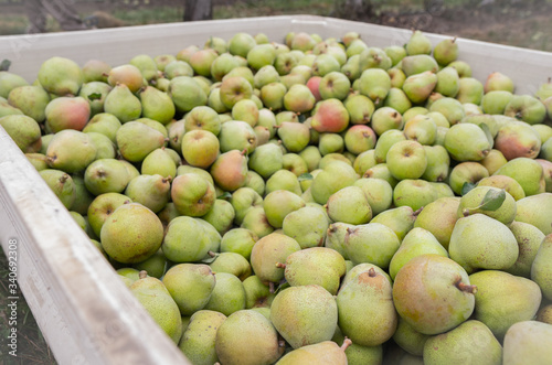 Harvested Pears