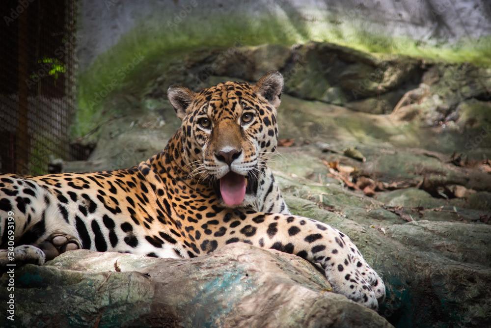 Obraz premium Jaguar