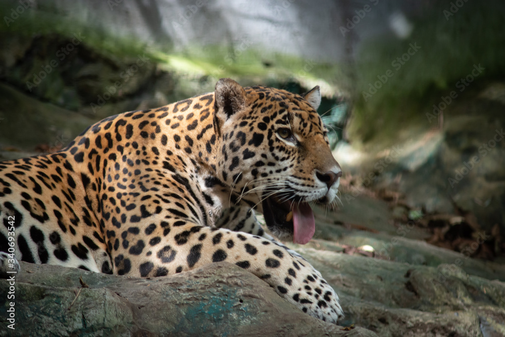 Obraz premium Jaguar