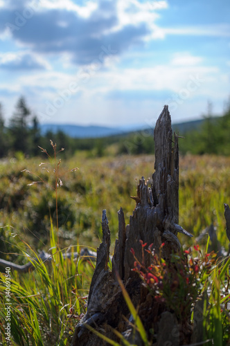 Stary suchy pień drzewa krajobraz letniej górskiej łąki